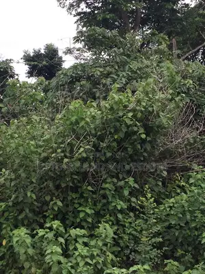 500 Acres of Land for Sale at Ilaju Ido at Cheap Price