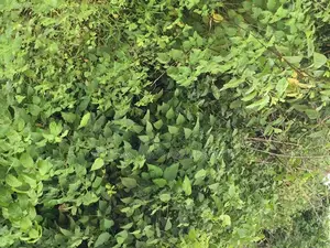 Photo - 500 Acres of Land for Sale at Ilaju Ido at Cheap Price