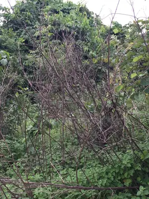 1000 Acres of Land for at Odeda at Cheaper Price