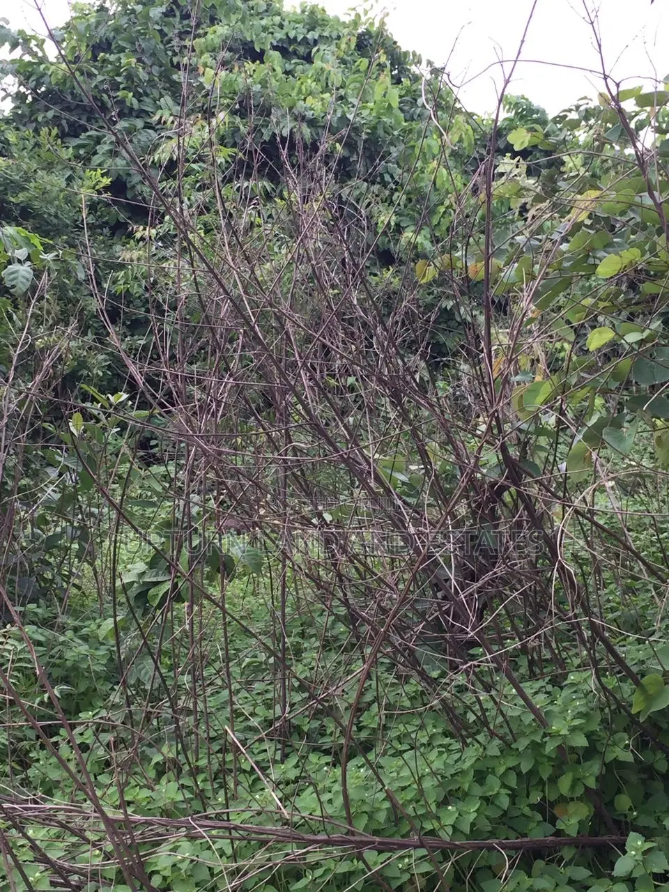 1000 Acres of Land for at Odeda at Cheaper Price