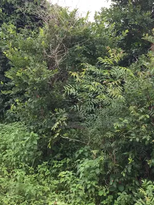1000 Acres of Land for at Odeda at Cheaper Price