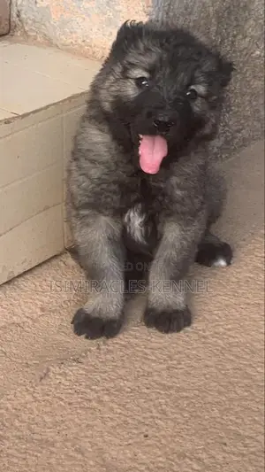 1-3 months Female Purebred Rottweiler