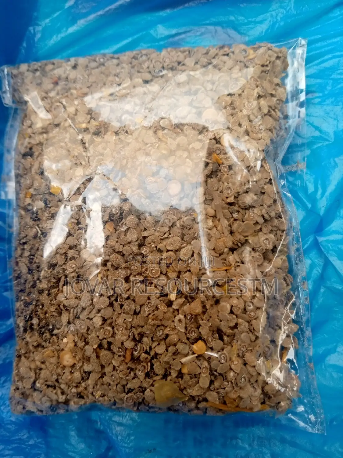 Best Tomato Seeds