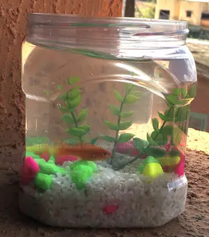 Plastic Fish Bowl Kit + Fish Feed and Water Treatment