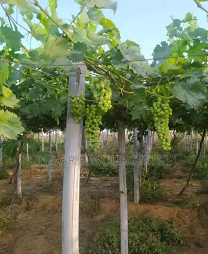 Best Grape Vine / Grape Fruit Higher Yield Seedlings