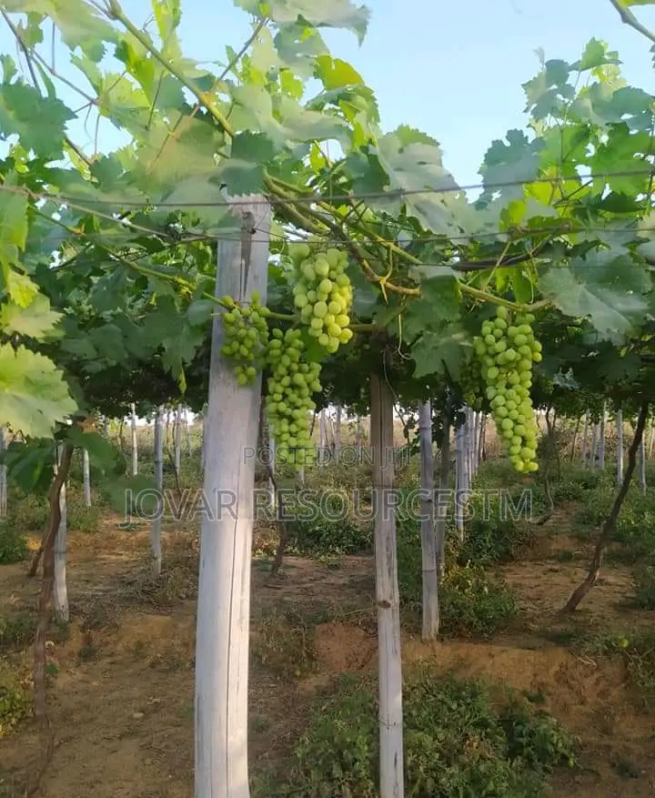 Best Grape Vine / Grape Fruit Higher Yield Seedlings