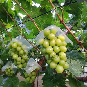 Best Grape Vine / Grape Fruit Higher Yield Seedlings