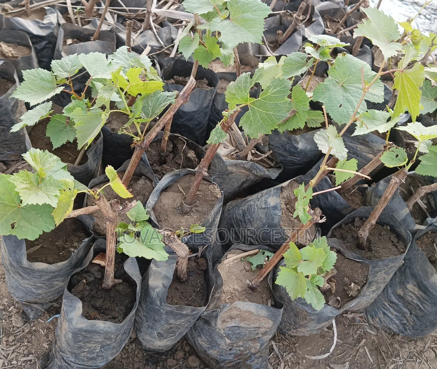 Best Grape Vine / Grape Fruit Higher Yield Seedlings