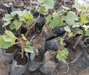 Best Grape Vine / Grape Fruit Higher Yield Seedlings