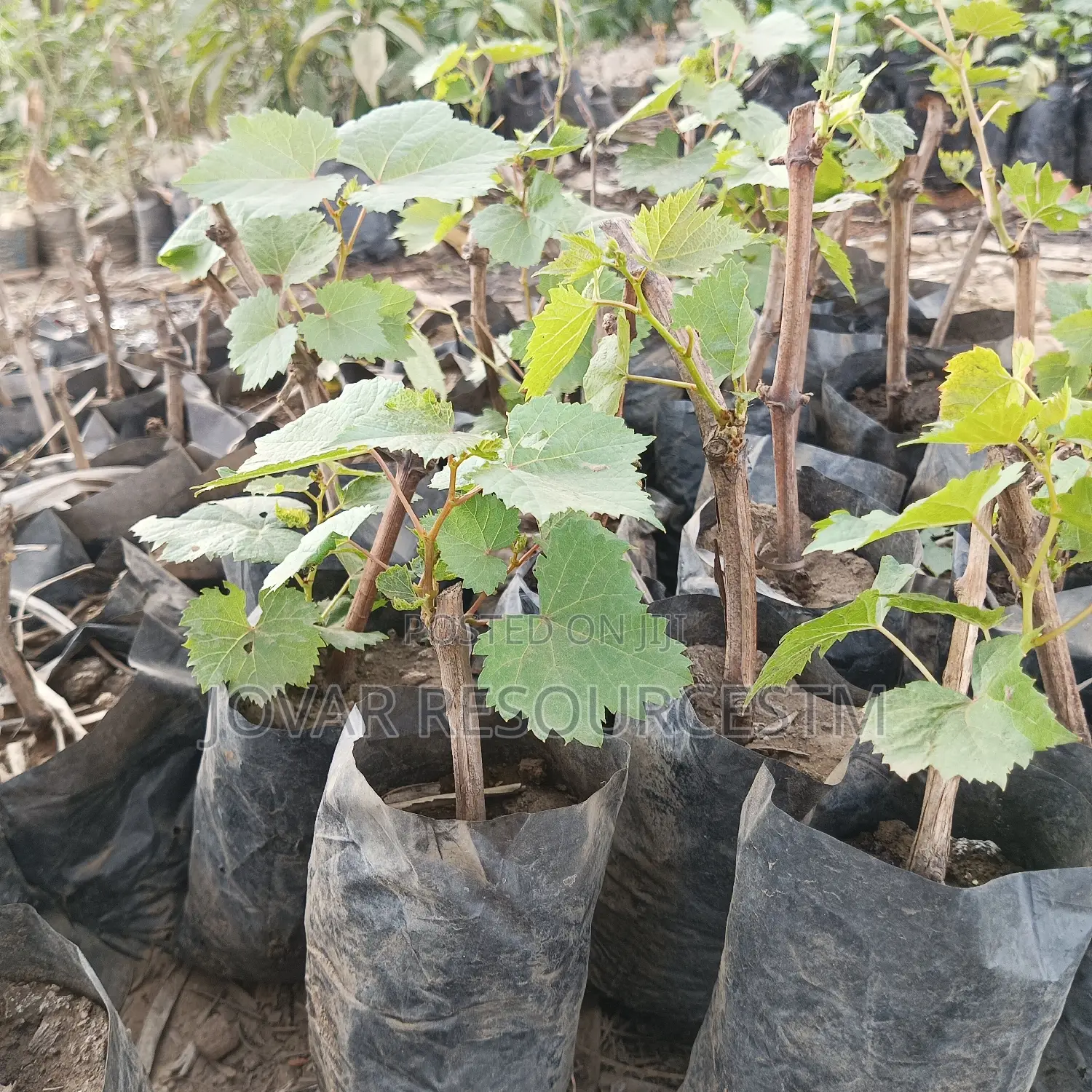 Best Grape Vine / Grape Fruit Higher Yield Seedlings