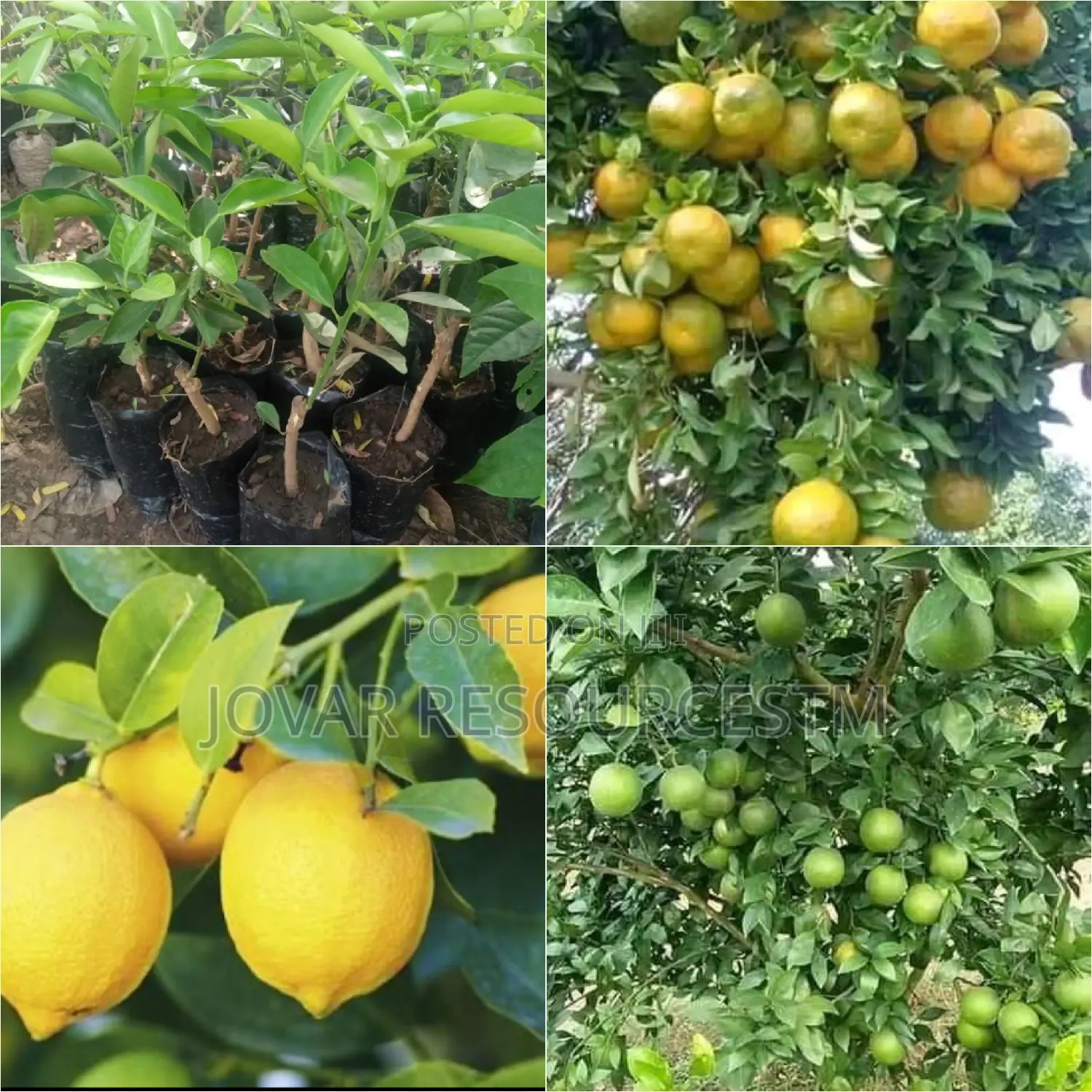 Best Budded Dwarf Improved Citrus Double Budded Citrus
