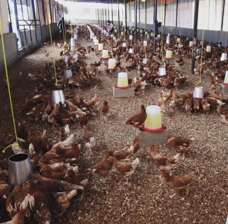 Layer Chicken, Pullets ,