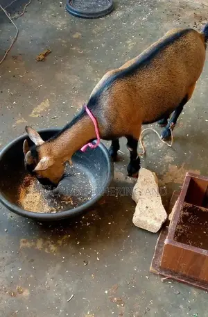 Goat / Ram Livestock