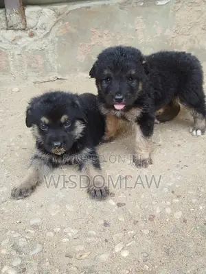 1-3 months Female Purebred German Shepherd
