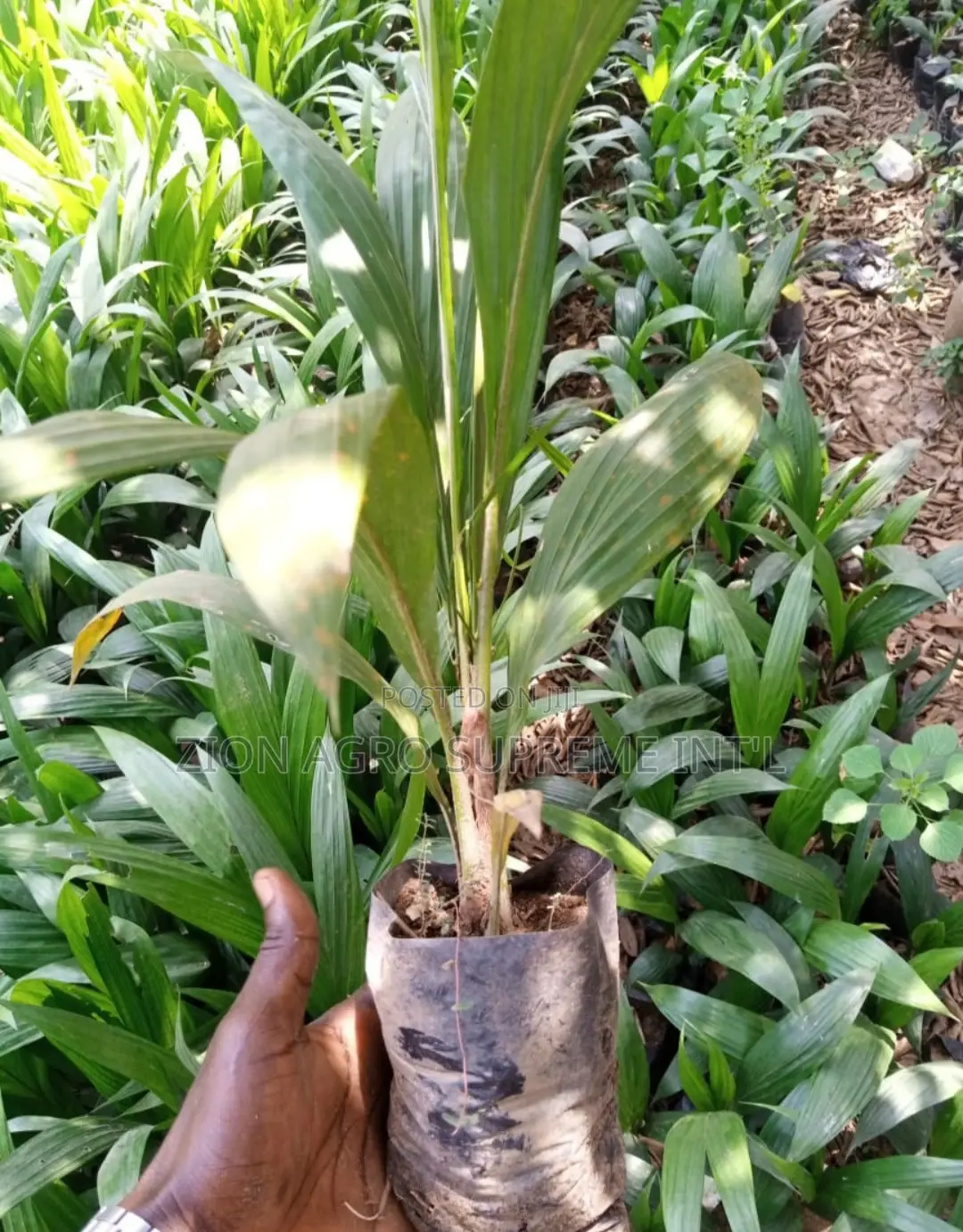 Tenera Seedling