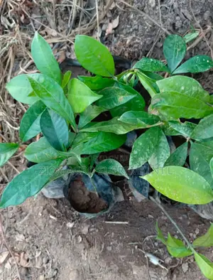 Bitter Kola Seedlings