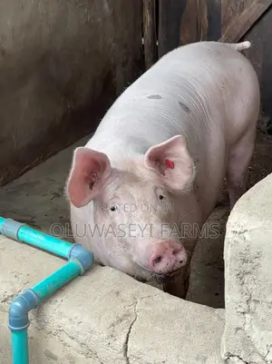 Hybrid Pigs