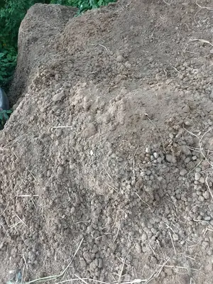 Horse Manure