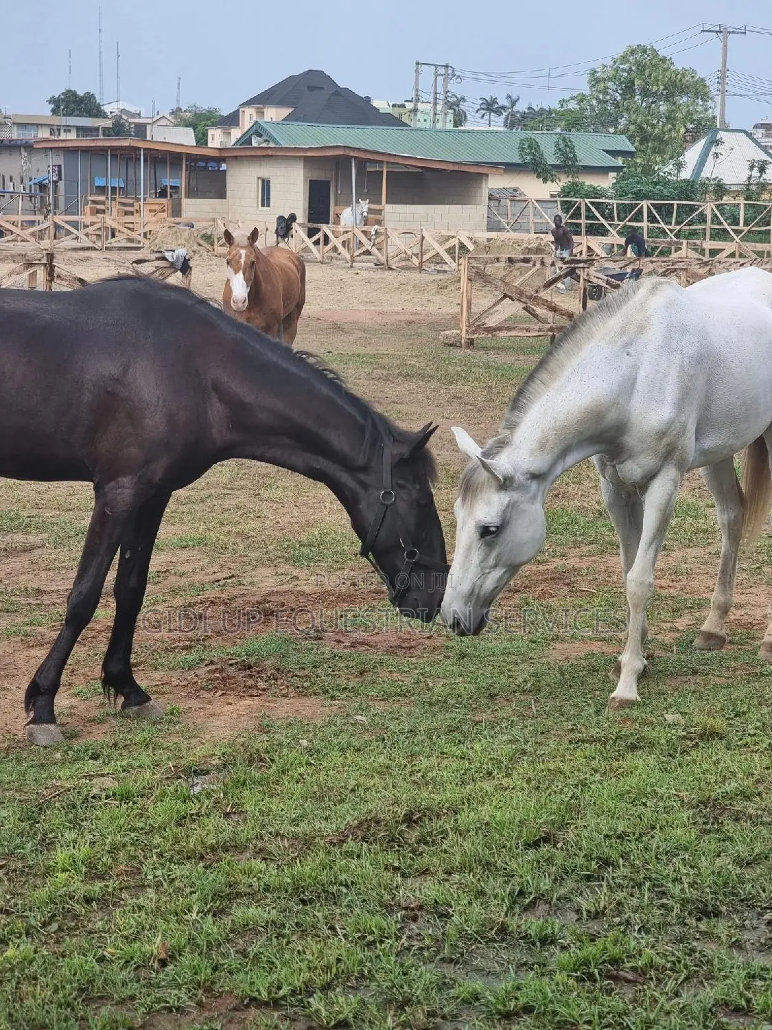 Horse Manure