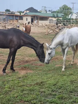 Horse Manure
