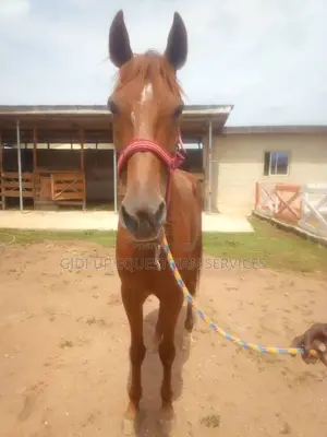 Horse Rental