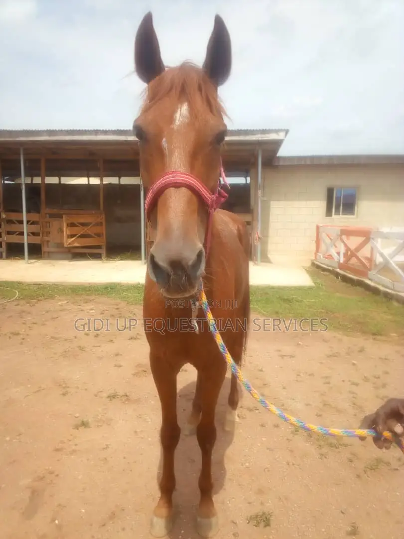 Horse Rental