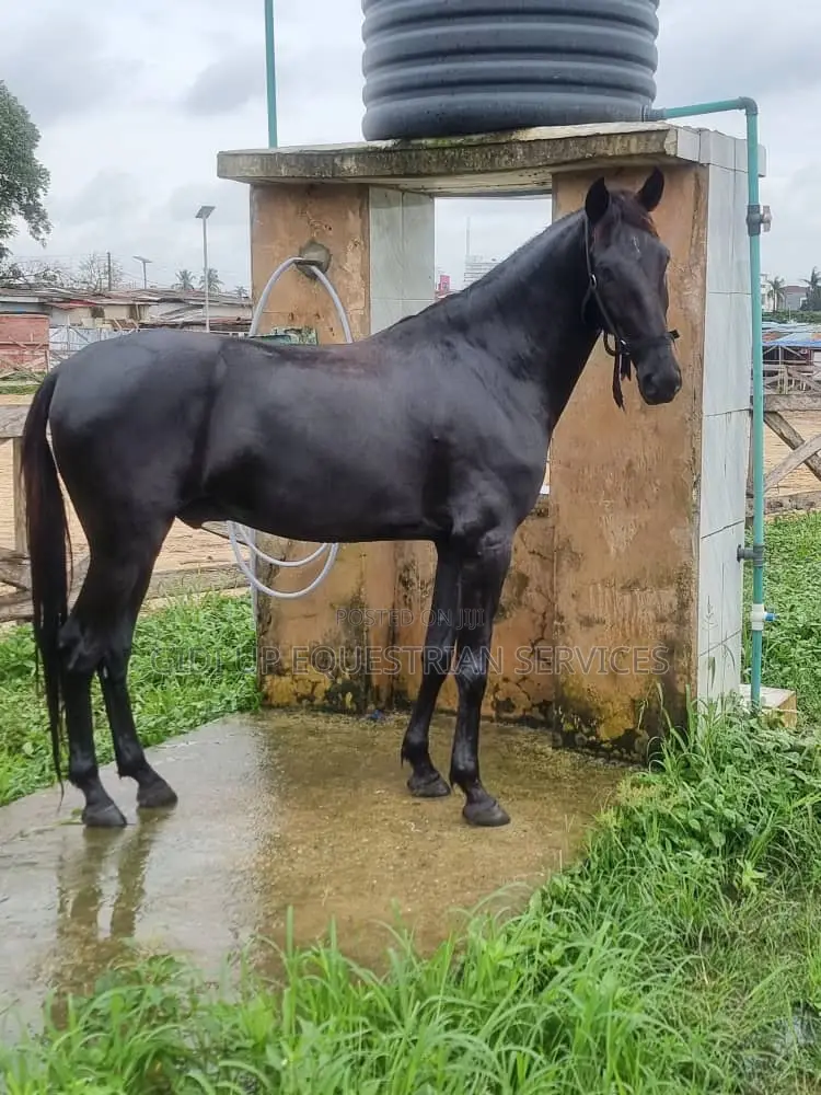 Horse Rental