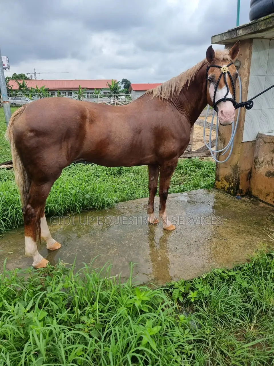 Horse Rental