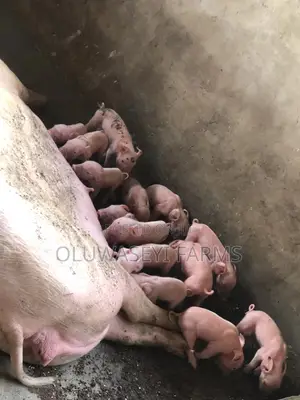 Landrace Pigs