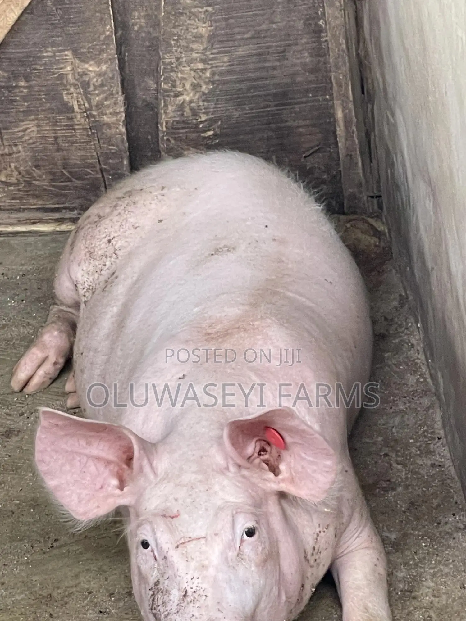 Pure Foreign TN
