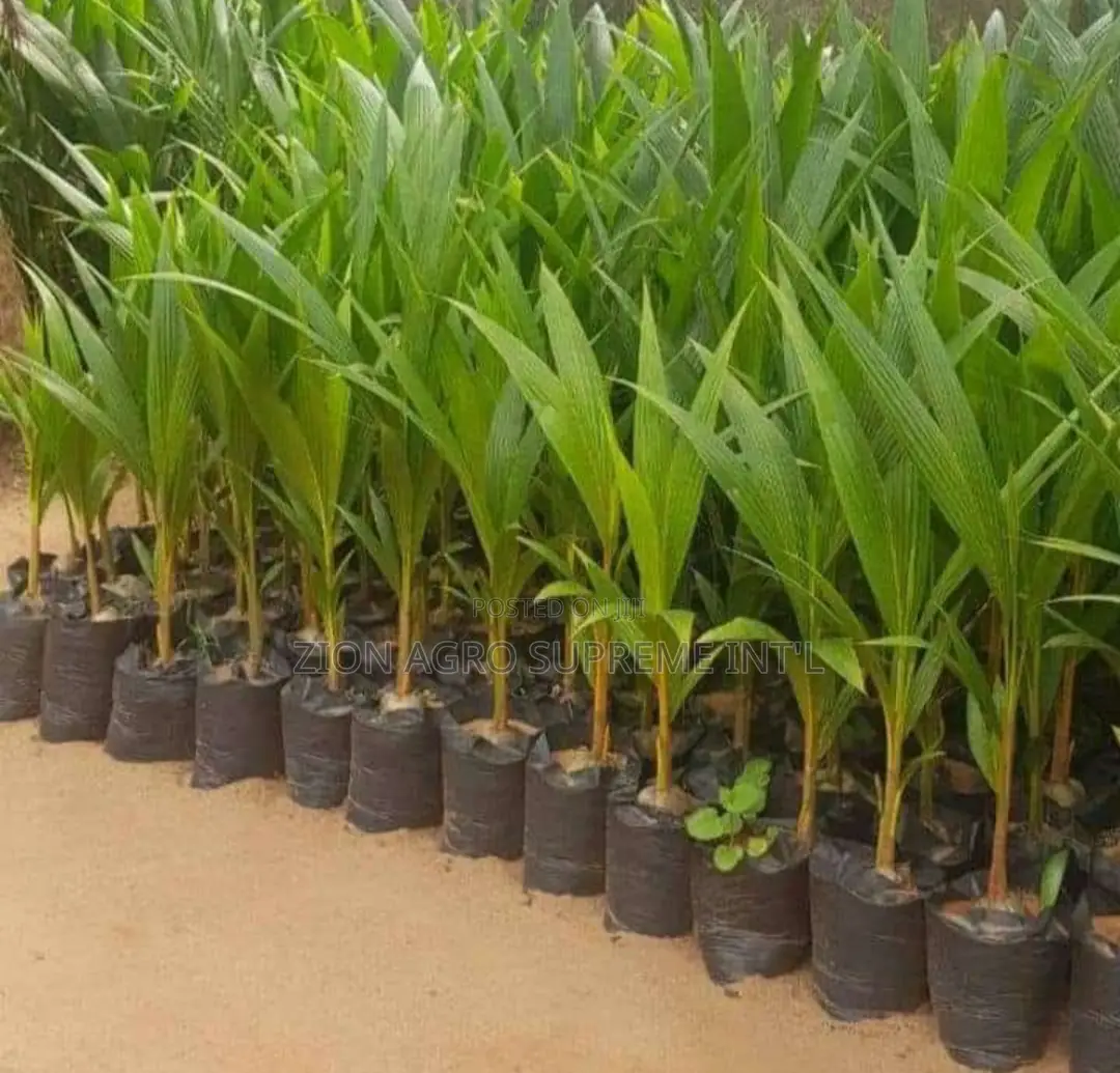 Hybrid Coconut Seedlings