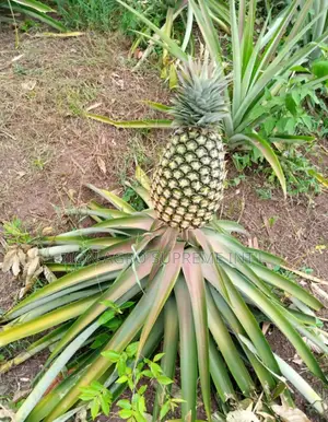 Pineapple Suckers