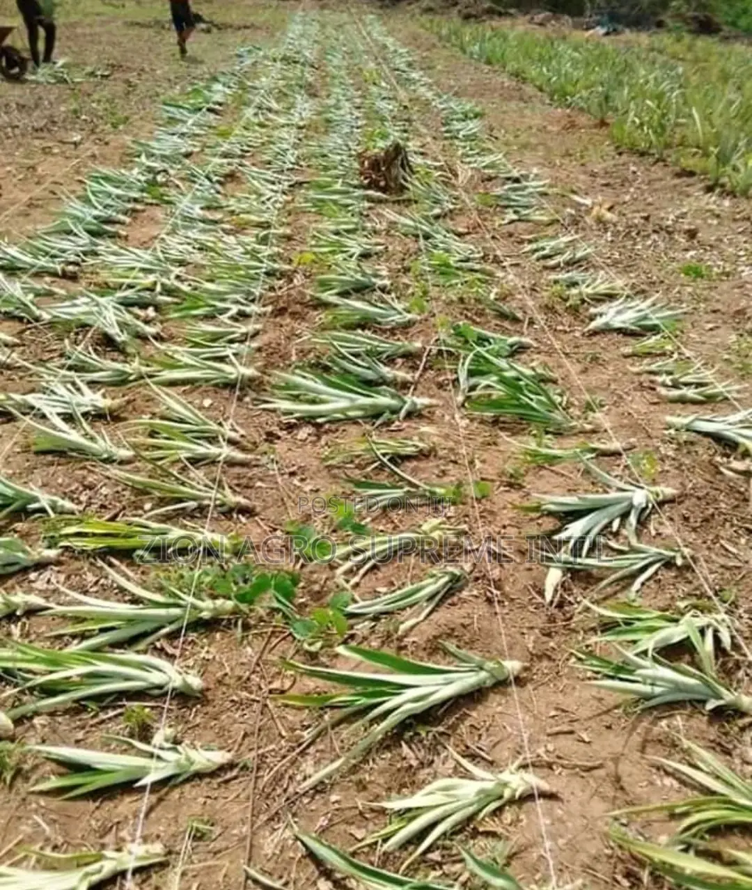 Pineapple Suckers