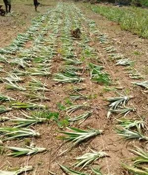 Pineapple Suckers