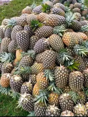 Pineapple Suckers