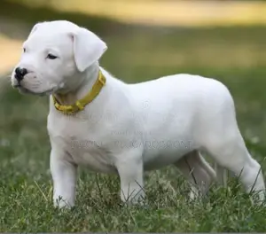 1-3 months Female Purebred Dogo Argentino