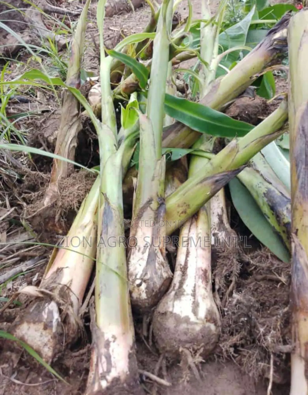 Plantain Suckers (Giant Elephant )