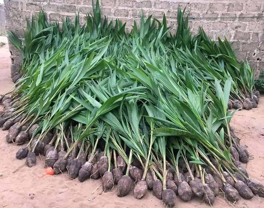 Hybrid Coconut Seedlings