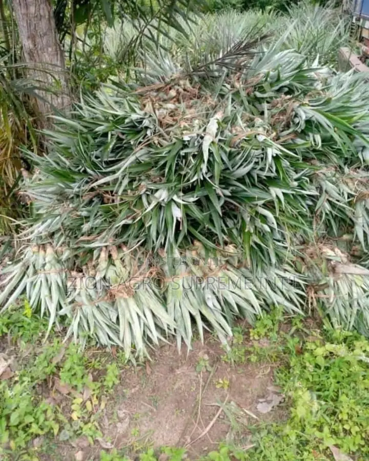 Pineapple Suckers
