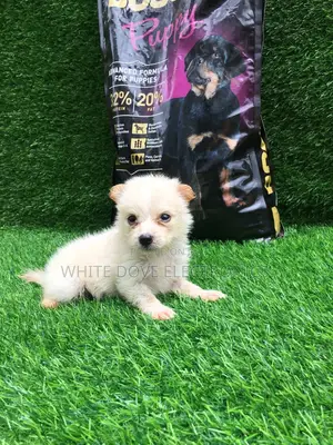 1-3 months Female Purebred American Eskimo