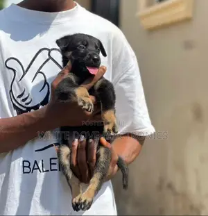 1-3 months Female Purebred German Shepherd