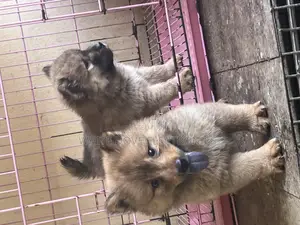 1-3 months Female Purebred Chow Chow