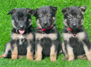1-3 months Female Purebred German Shepherd