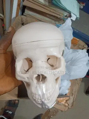 Human Skull Model