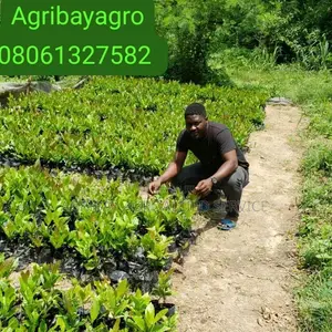 Cashew Seedlings