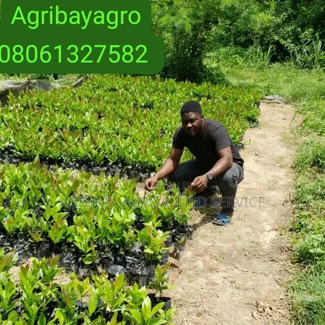 Cashew Seedlings