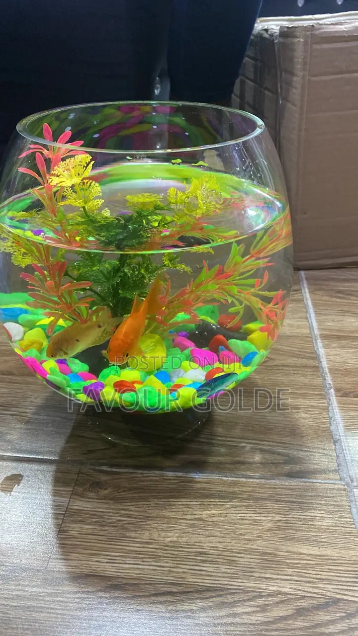Fishs Bowl