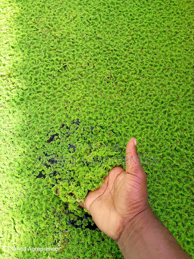 Azolla Water Plant for sale - Qomed Agroprenuer  Price:  6,000 on Jiji.ng  [Ibadan]