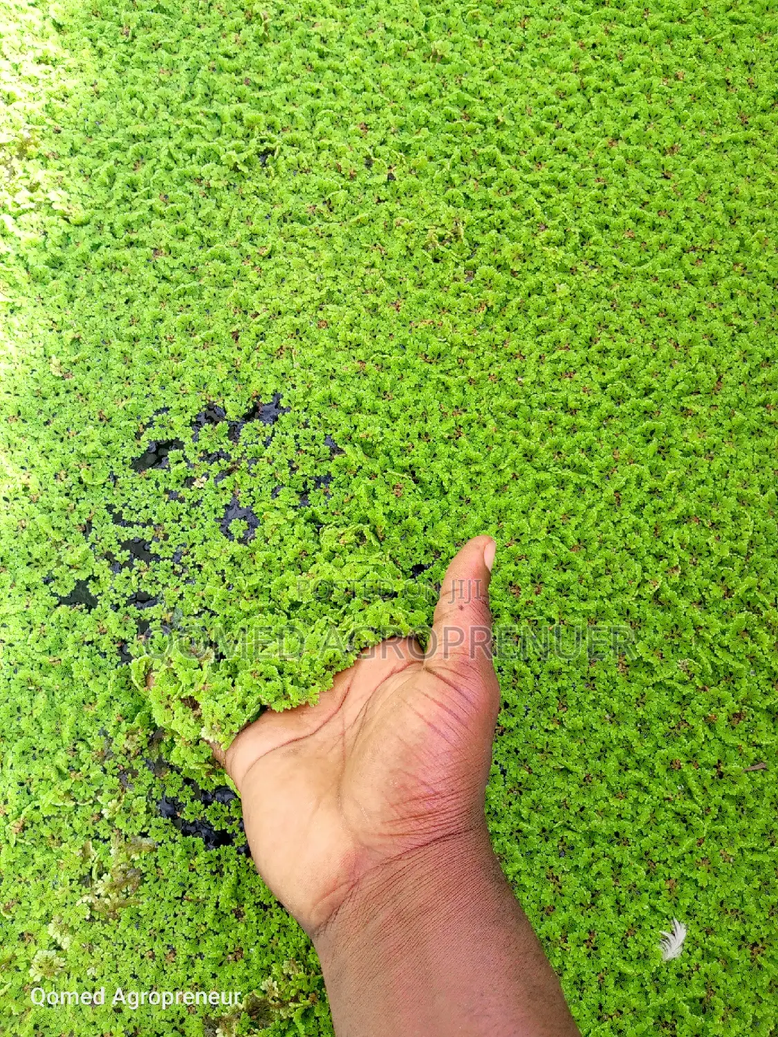 Azolla Water Plant