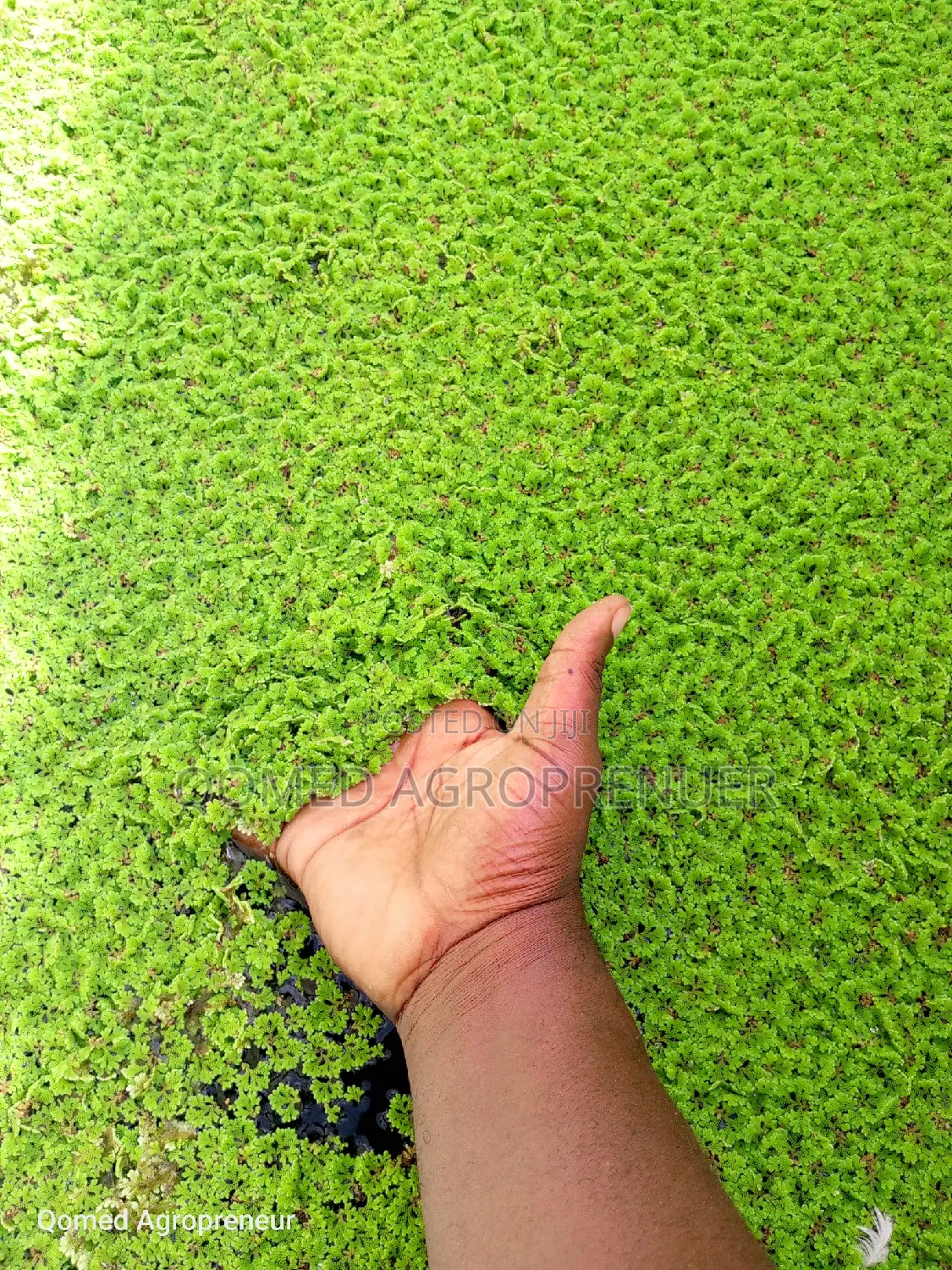 Azolla Water Plant